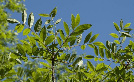 folhas verdes Sumac venenosas frescas.