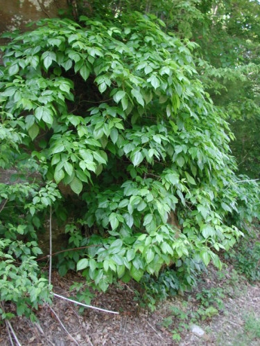 Haie d'herbe à puce affichée.