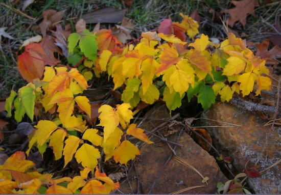 hiedra venenosa en la temporada de otoño.