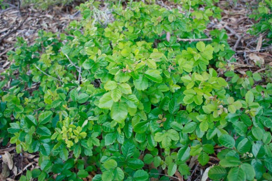 Hojas verdes de roble venenoso fresco.