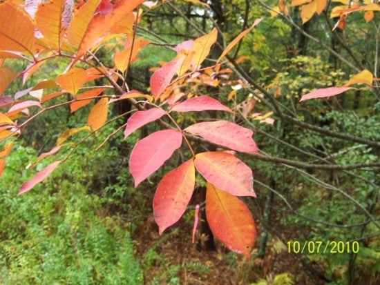 Hojas rojas de zumaque venenoso fresco en sesón de otoño.