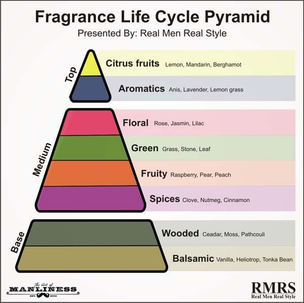 Fragrance cologne life cycle illustration.