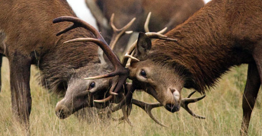 Two deer battling in a field, displaying dominance and status.