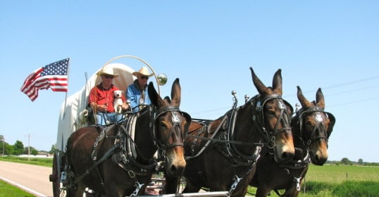 A covered wagon pulled by three horses on a country road, reminiscent of the Oregon Trail.