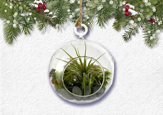 DIY Hanging Air Plant Kit with white Christmas Background.