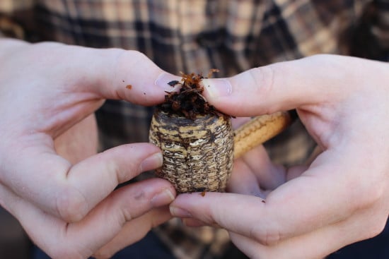 A man filling tobacco pipe in corn cob pipe.