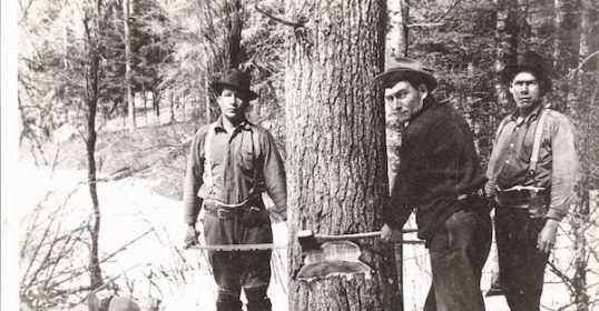 Three men are using an ax to chop a tree in the woods.