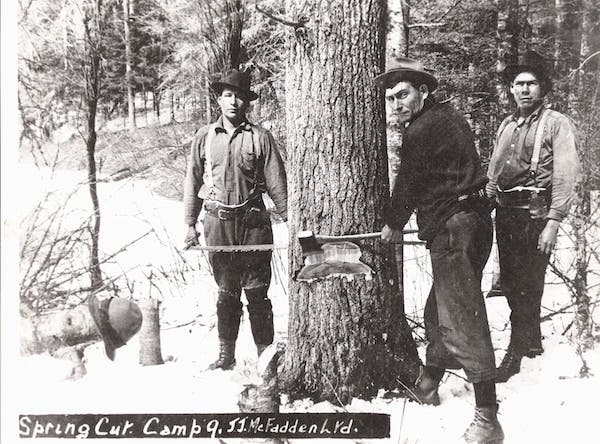 Three men are using an ax to chop a tree in the woods.