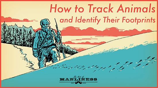 How to track animals and identify their footprints illustration.