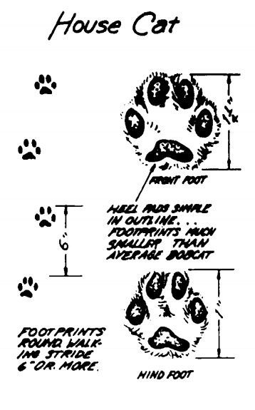 How to Track Animals: A Primer on Identifying Footprints - Bio Prepper