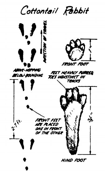How to identify cottontail rabbit tracks illustration. 