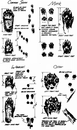 How to Identify and Track Animal Footprints | The Art of Manliness