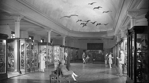 A black and white photo of people in a museum full of bird cases.