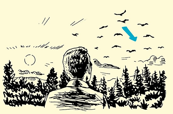 A man watching direction of bird flight in forest illustration.