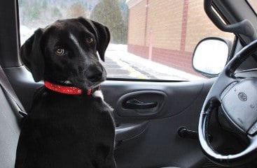A black dog sits in the driver's seat of a car, while a man is in the passenger seat.