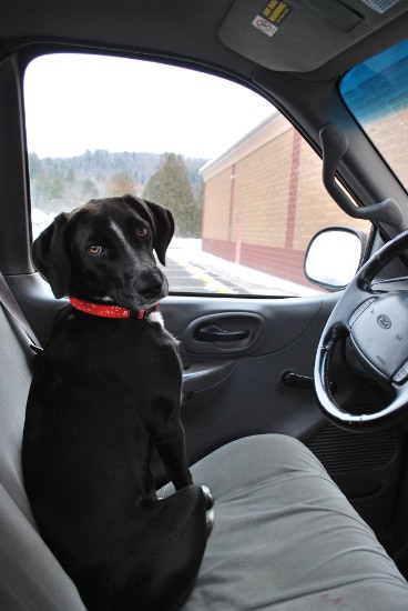 Young black lab in cab of truck.