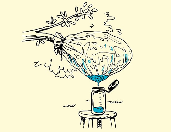 A water is collecting from plant transpiration in jar illustration. 