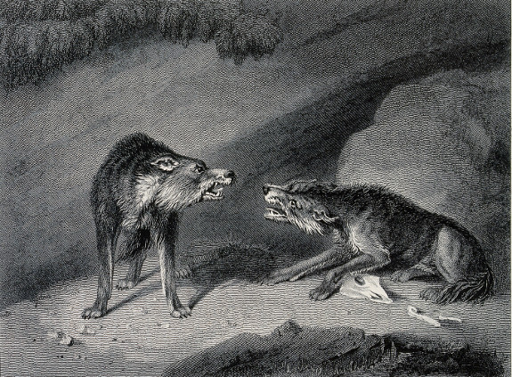 wolf fighting wolf