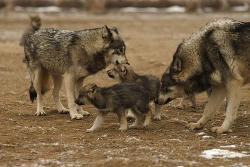 Wolf family wolves caring for pups. 