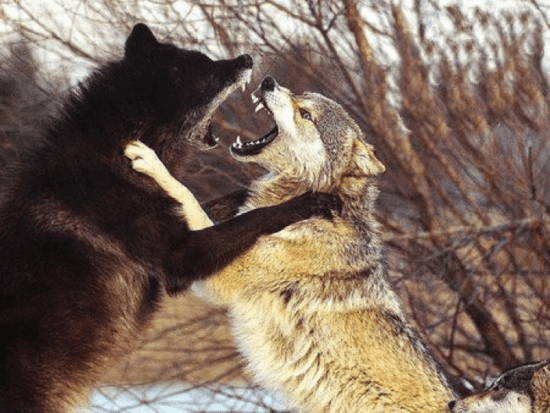 Wolves fighting baring teeth in wild.