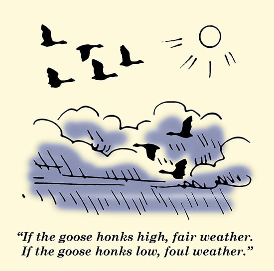 Goose honks high in a flock, fair waether proverb geese in sky illustration.