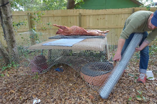 Ein Mann wickelt das Schweinefleisch mit verzinktem Draht um.