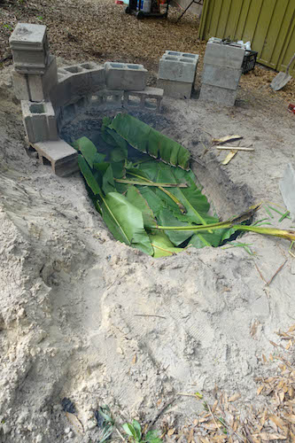 Putting green banana leaves into hole digger.