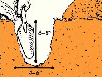 Illustration of skill of the week for proper planting depth and spacing for bulb planting, showing measurements of 6-8 inches deep and 4-6 inches apart.