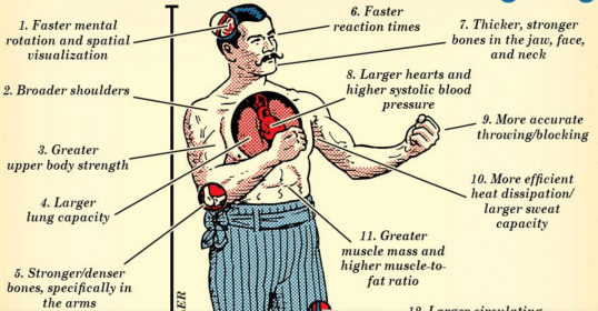 A poster showing the anatomy of a man's chest, ideal for men interested in physiology and health.
