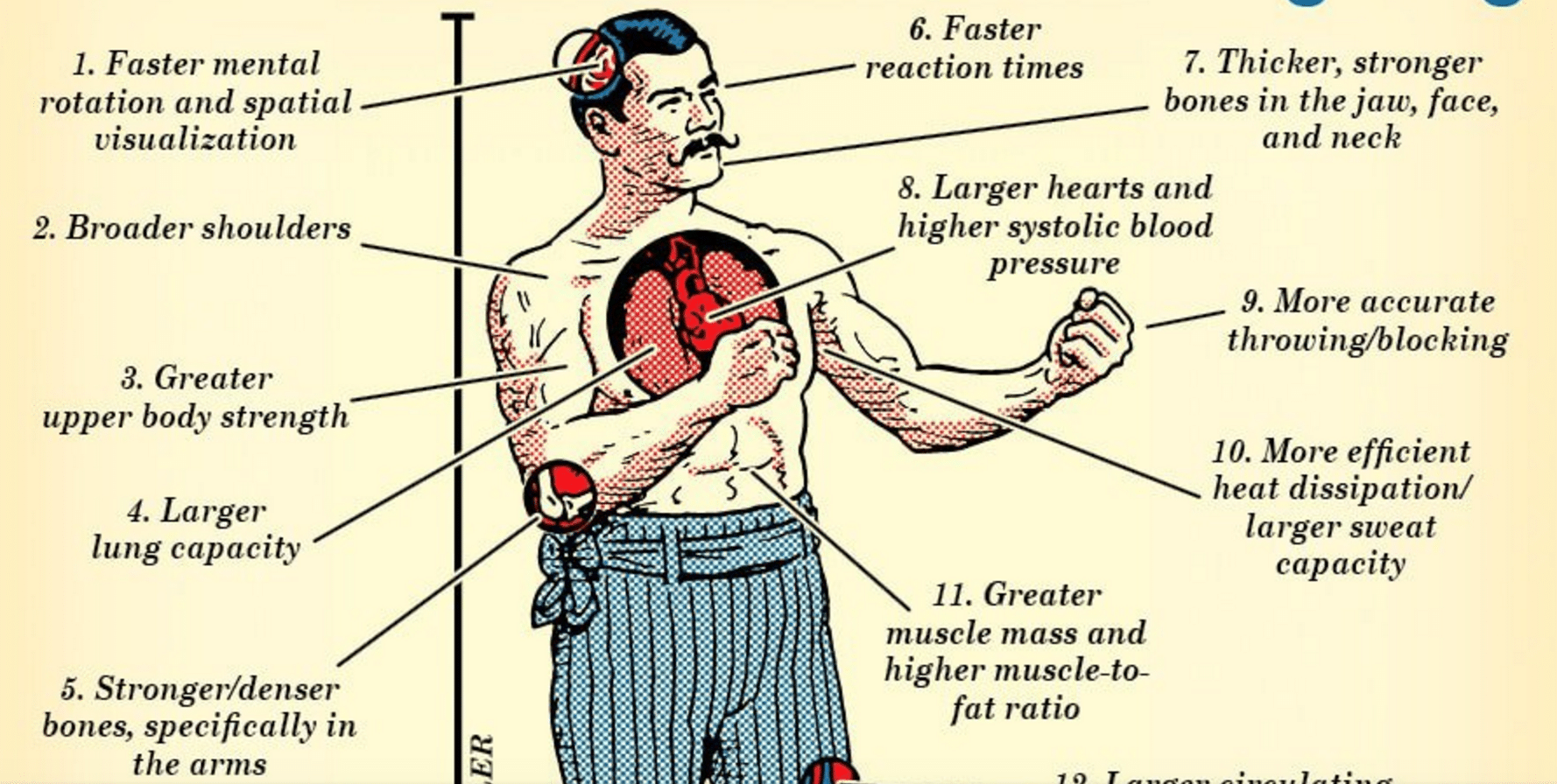 A poster showing the anatomy of a man's chest, ideal for men interested in physiology and health.
