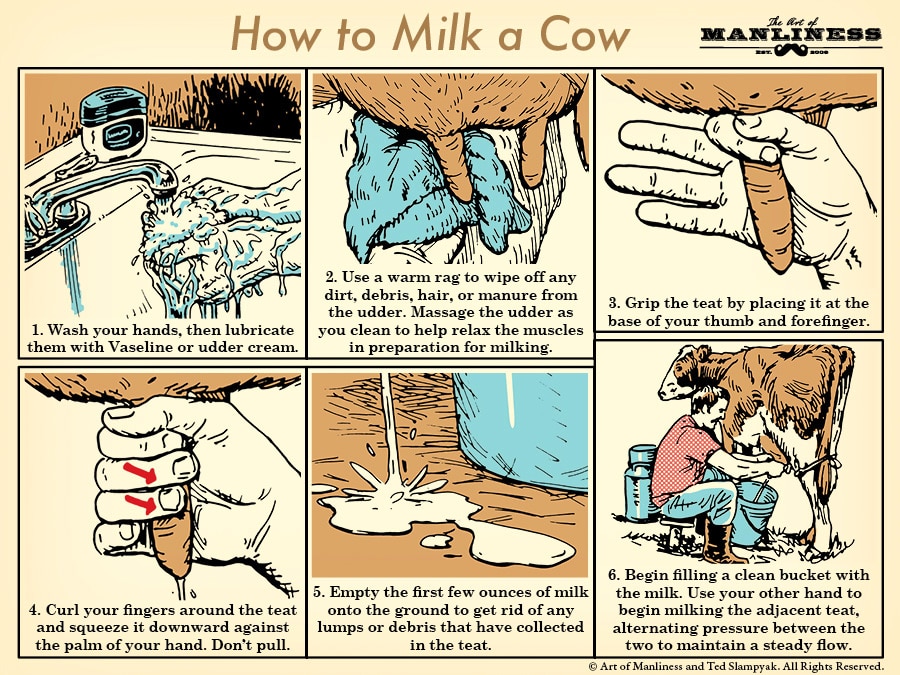 How to milk a cow Step by step illustration diagram.