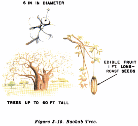 Baobab tree illustration edible plants.