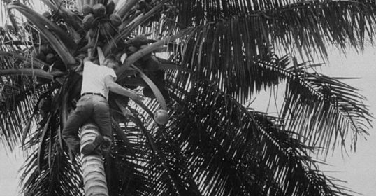 Black and white photo of a man climbing a coconut tree in the wild.