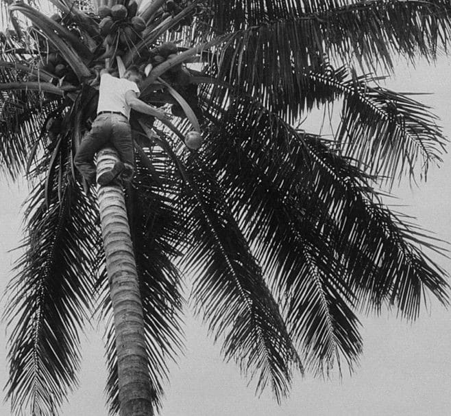 Black and white photo of a man climbing a coconut tree in the wild.