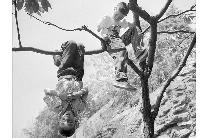 Two kids hanging from a tree, having fun and exploring dangerous things.