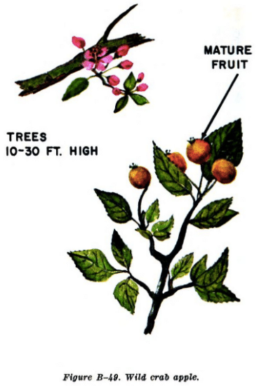 wild crap apple illustration edible plants