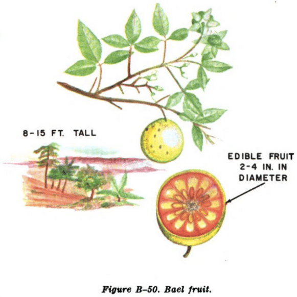 bael fruit illustration edible plants