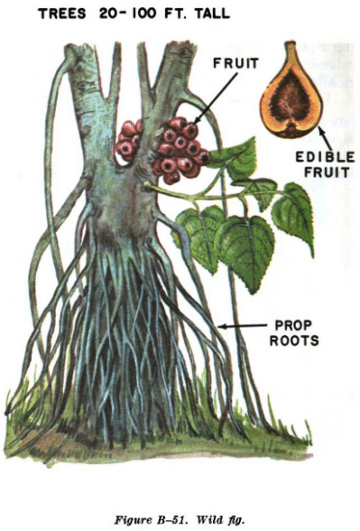 wild fig illustration edible plants