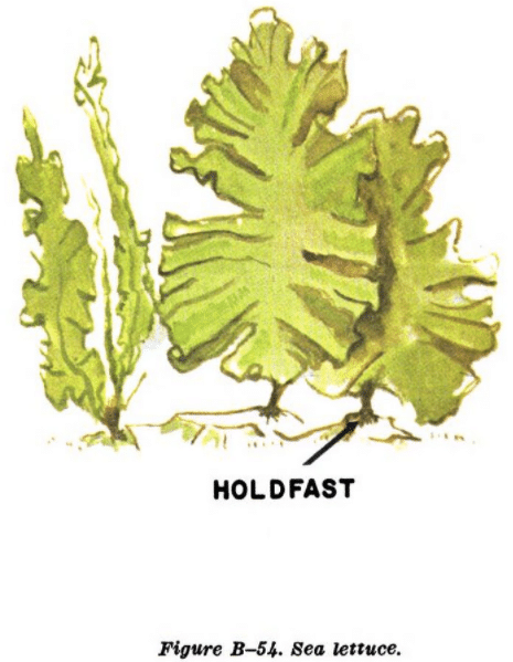 green seaweed illustration edible plants