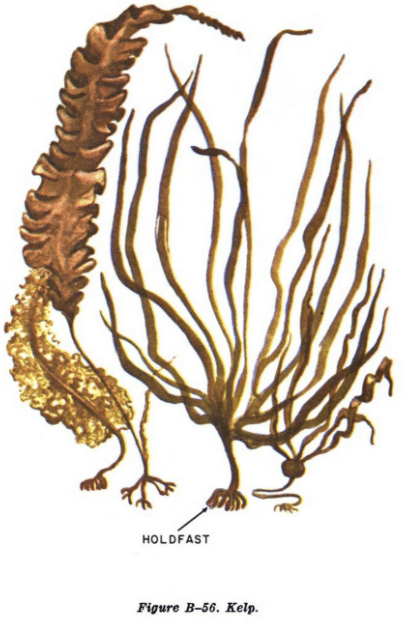 Kelp seaweed illustration edible plants.
