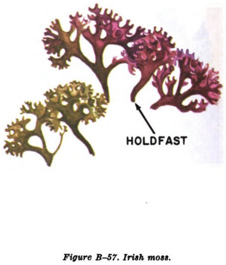 irish moss illustration edible plants