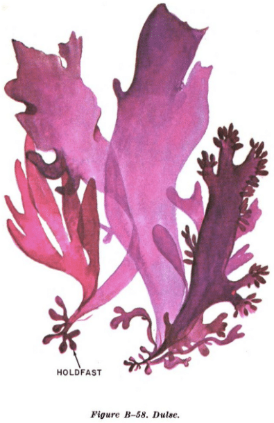 dulse seaweed illustration edible plants