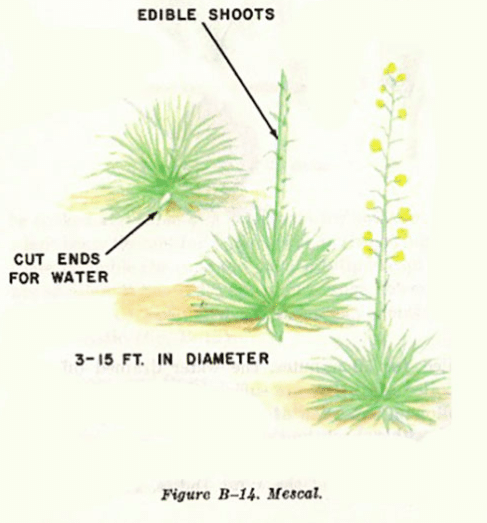 Mescal illustration edible plants.