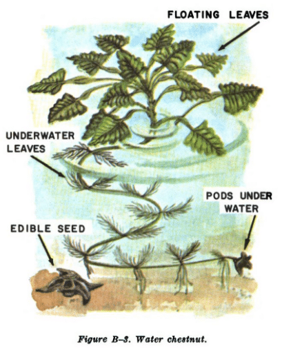 Water chestnut illustration edible plants.