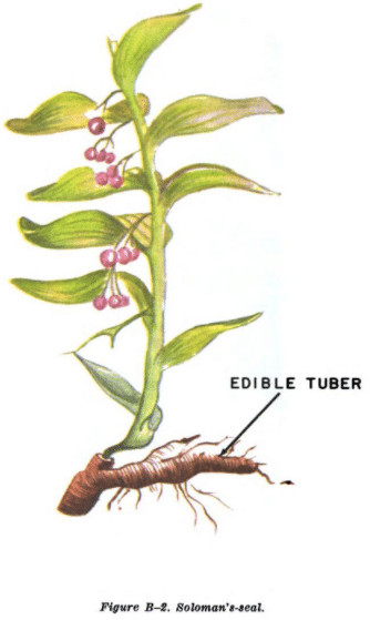 Soloman's seal illustration edible plants.