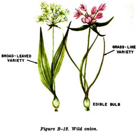Wild onion illustration edible plants.