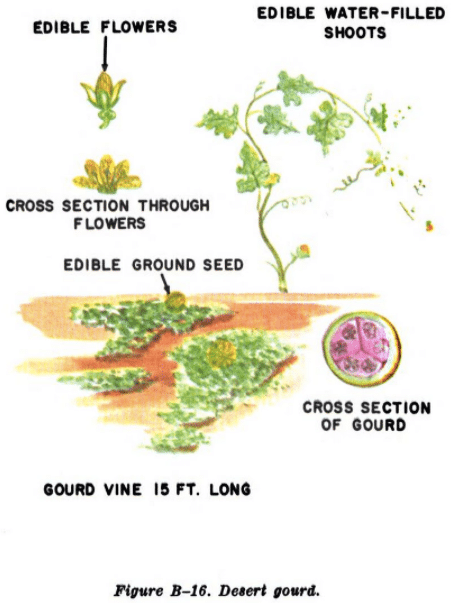 wild desert gourd illustration edible plants