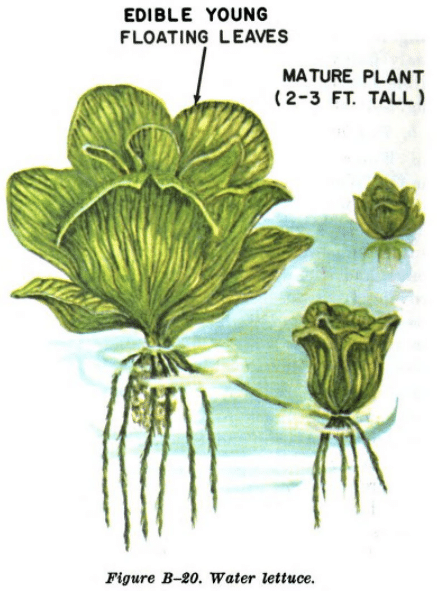 Water lettuce illustration edible plants.