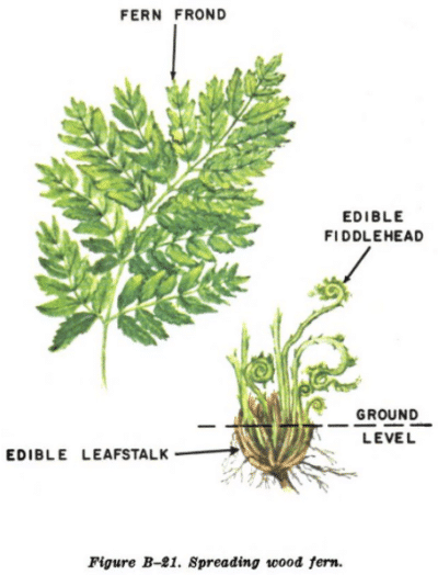 The Ultimate Guide To Wild Edible Plants 