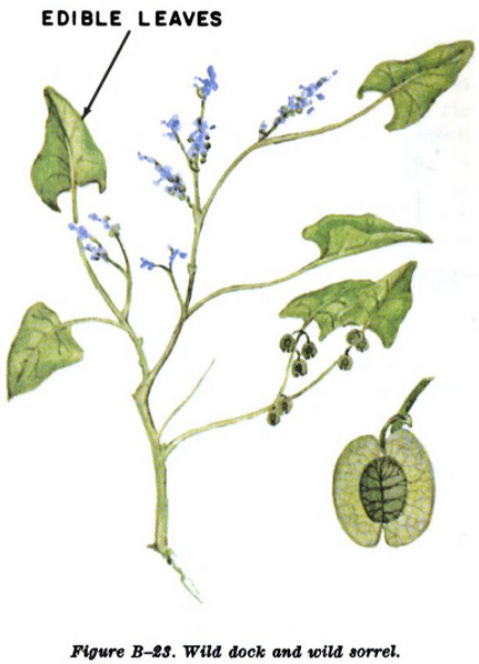 wild dock and sorrel illustration edible plants